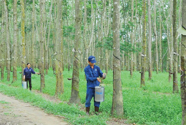 10 tháng, TRC lãi gần 192 tỷ đồng 